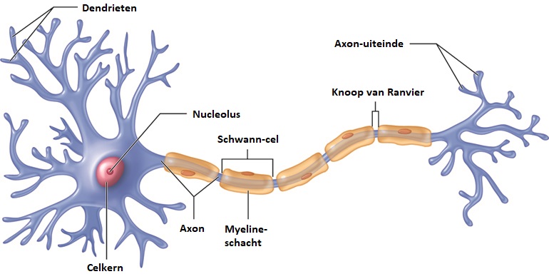 De opbouw van een zenuwcel met uitlopers en myeline zichtbaar. Myeline danken we aan virussen. 