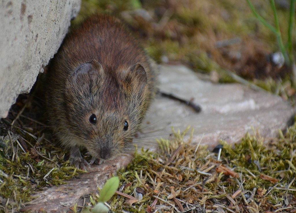 kleine rosse woelmuis heeft vaak het alaskapokkenvirus