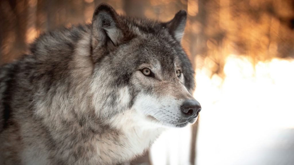 Close up van een wolf
