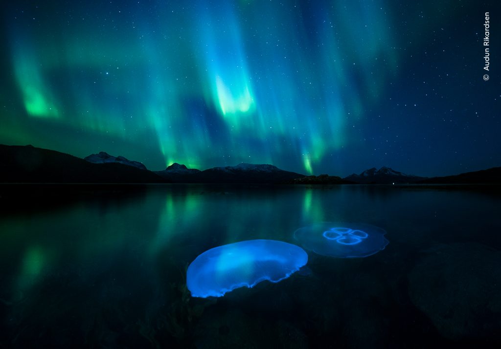 Twee oorkwallen in een fjord in Noorwegen met het noorderlicht in de lucht. 