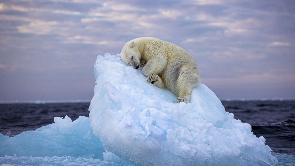 IJsbeer slaapt op ijsschots. Publiekswinnaar van Wildlife Photographer of the Year