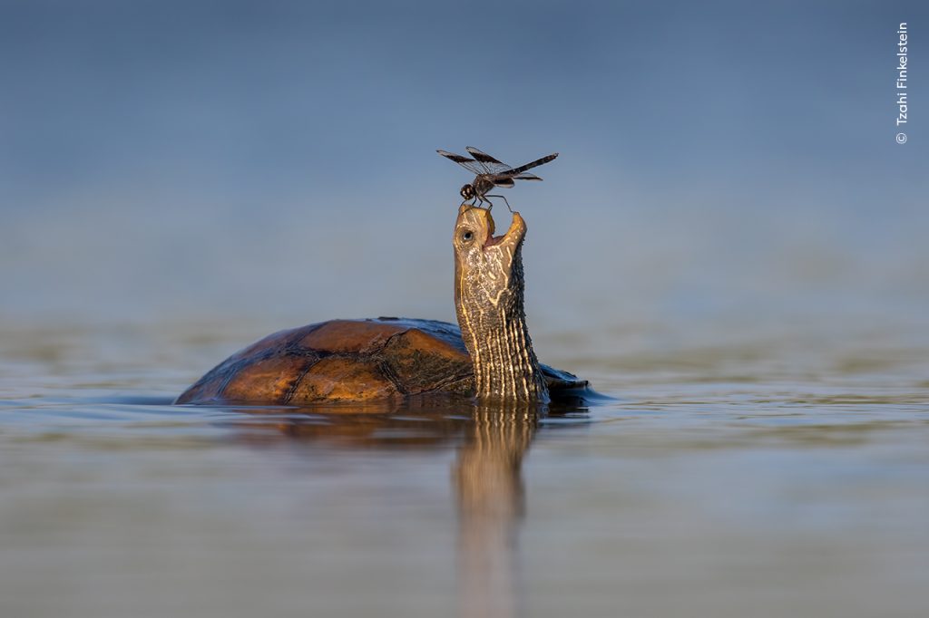 Een libelle zit op de bek van een schildpad. Runner up van de publieksprijs van de  Wildlife Photographer of the Year-competitie.