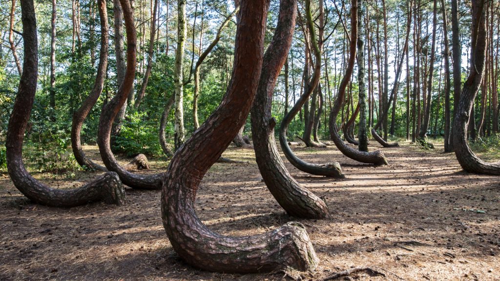 Het bos Krzywy Las (Crooked Forest. De bomen hebben hier een J-vorm. 