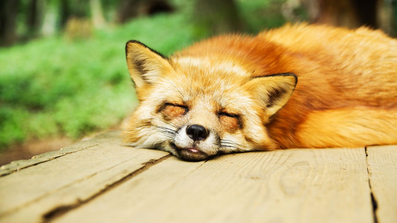 Slapende vos, zou dit dier dromen?