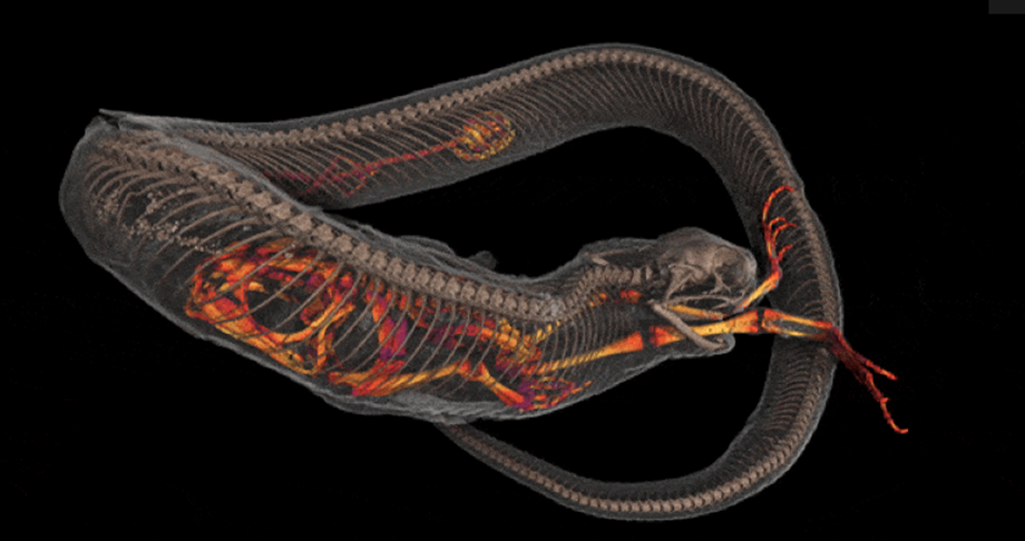 CT-scan van een oostelijke haakneusslang die een salamander en een pad in zijn maag heeft.