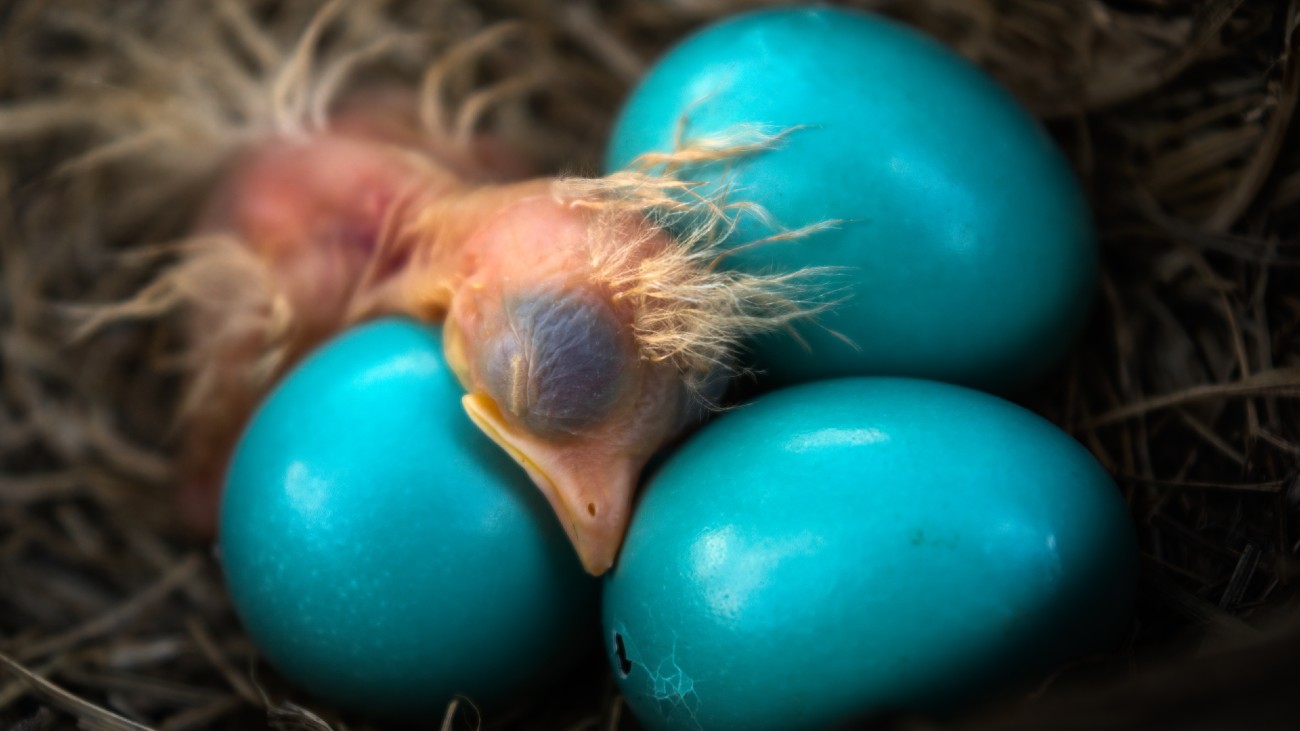 de blauwe eieren van een roodborstlijster