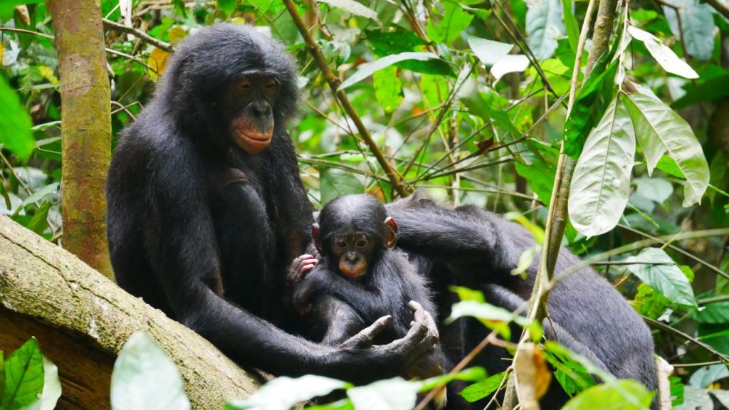 bonobo's moeder met jong