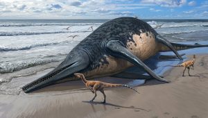gestrande Ichthyosaurus