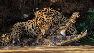 Jaguar zet zijn tanden en klauwen in een knapperige kaariman