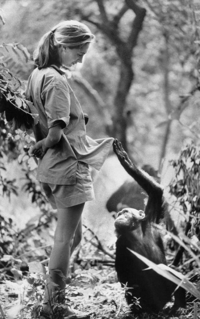 Een jonge Jane Goodall met een chimpansee