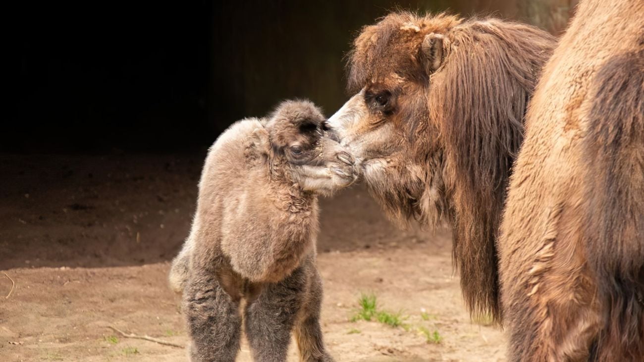 Pasgeboren kamelenveulen met moeder Rosa