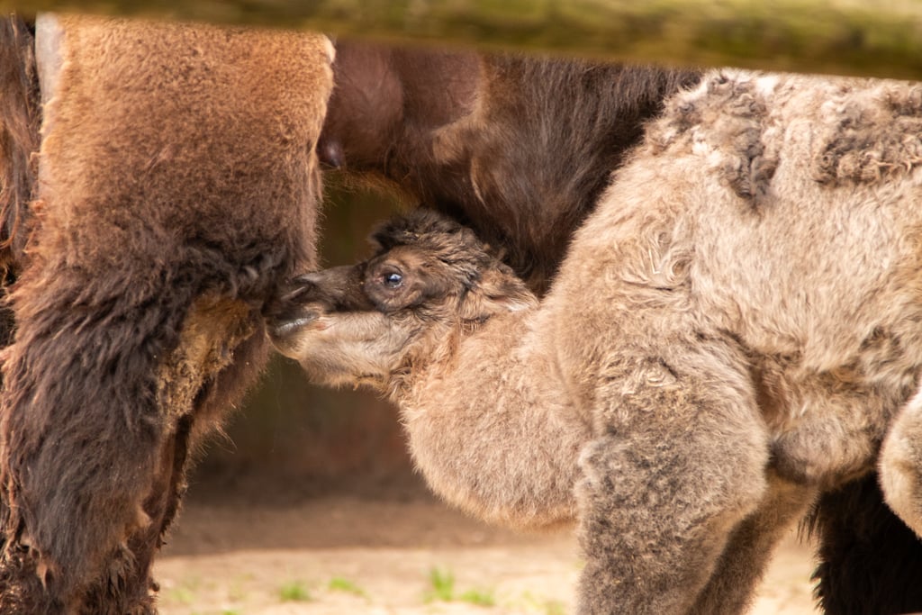 Het kamelenveulentje drinkt melk bij moeder Rosa.