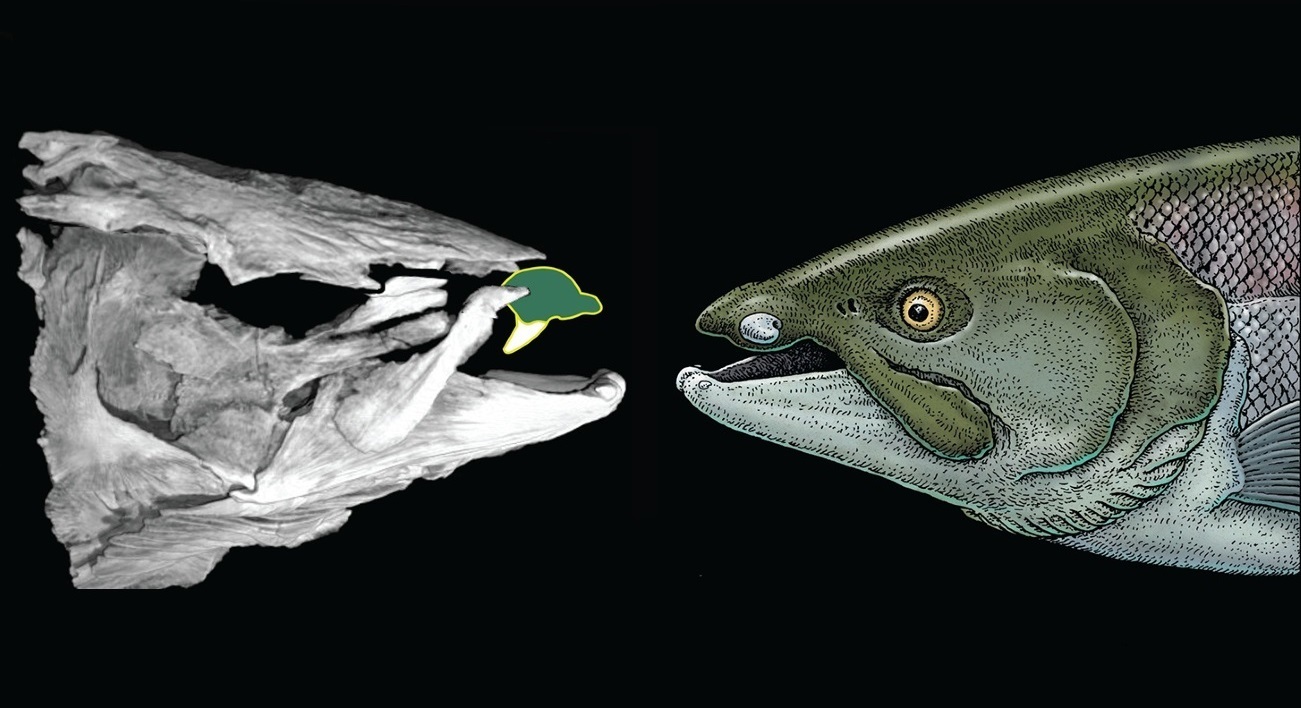 CT-scan en tekening van prehistorische zalm met slagtanden