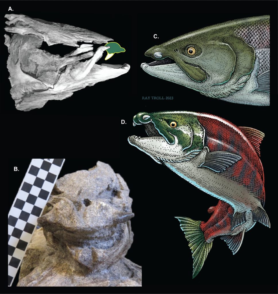 Een CT-scan van de schedel van de puntgetande zalm (A) en het fossiel zelf (B). Afbeeldingen C en D zijn tekeningen van hoe de vis eruit moet hebben gezien.