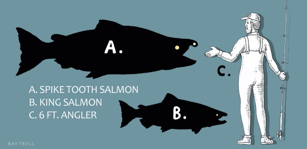 De grootte van de puntgetande zalm (A) ten opzichte de koningszalm (B) en een visser (C)