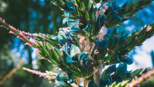 De plant 'saffiertoren' heeft groenblauwe bladeren en oranje bloemen