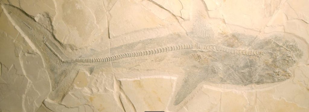 Fossiel Ptychodus, zelfs de omtrek is bewaard gebleven. 