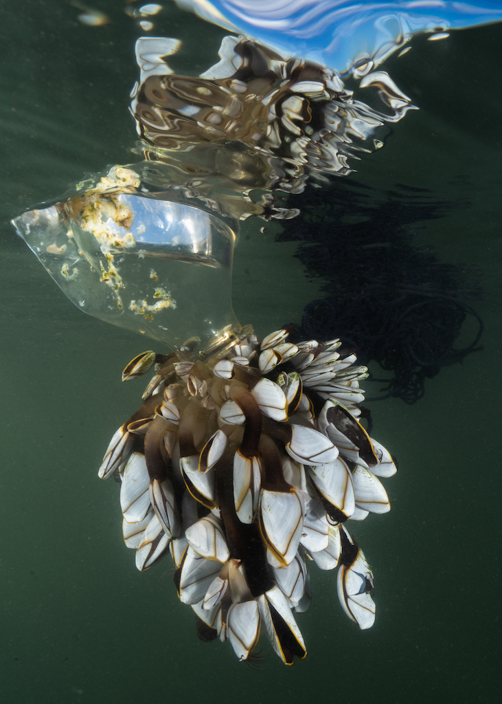 Finalist CUPOTY Challange 2023: Sandra Stalker fotografeerde zwerfvuil met zeepokken erop.