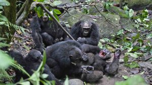 Chimpansees vermoorden pimu