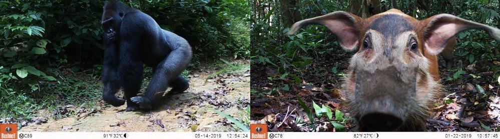 Gorilla en zwijn vastgelegd op de camerabeelden in de Afrikaanse tropische bossen met en zonder FSC-keurmerk