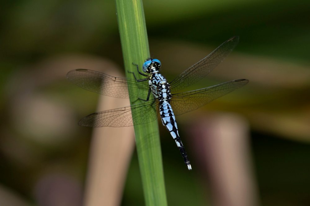 Acisoma attenboroughi