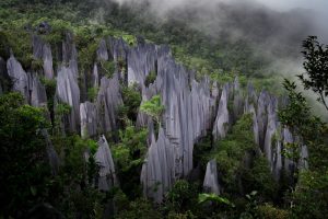Mulu Pinnacles: puntige kalksteenrotsen op Borneo
