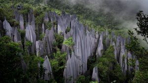 Mulu Pinnacles: puntige kalksteenrotsen op Borneo