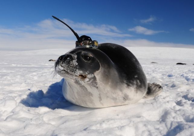 De onderzoekers monteerden camerahoedjes op zeehonden die in het Antarctische gebied leefden. 
