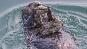 Een zeeotter gebruikt een rots als aambeeld om een schelp open te breken.