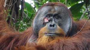 orang-oetan met wond