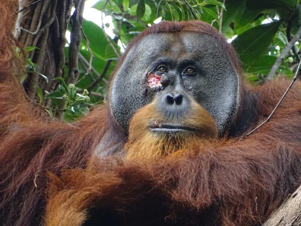 Orang-oetan met wond op zijn wang