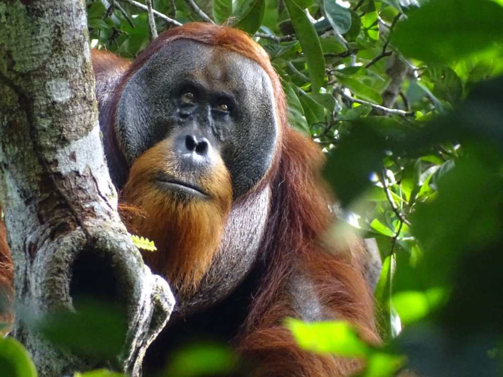 orang-oetan zonder wond