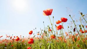 Klaprozen in een veld