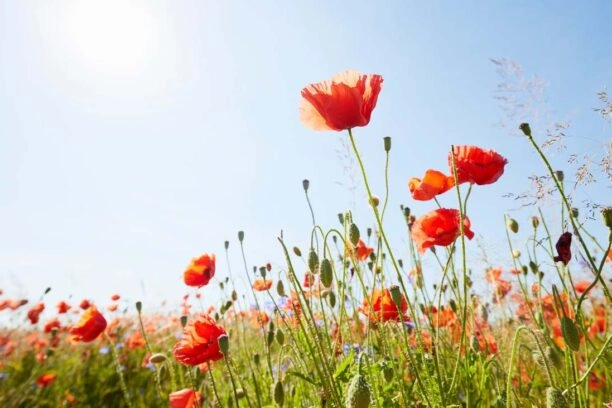 Klaprozen in een veld