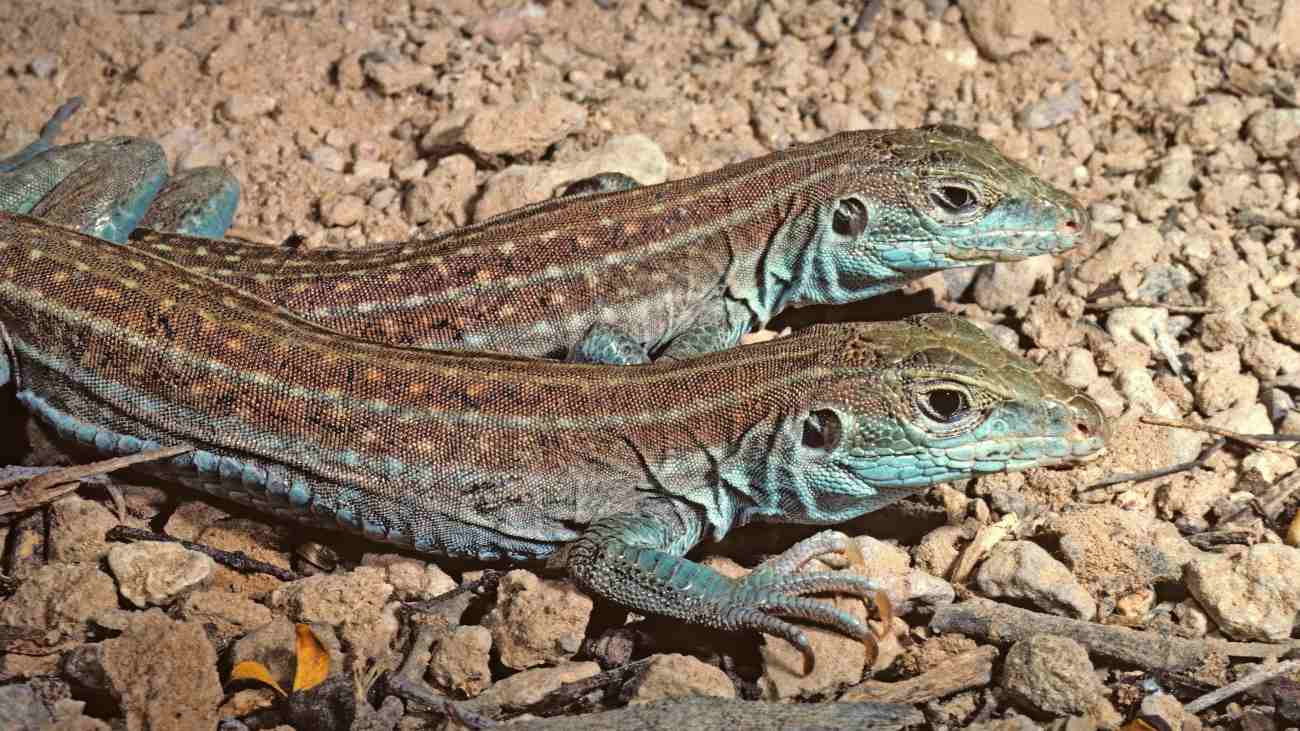 Twee hagedissen die aan maagdelijke voortplanting doen