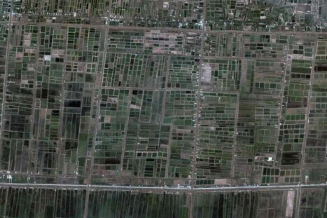 Rijstvelden in Mekongdelta Vietnam