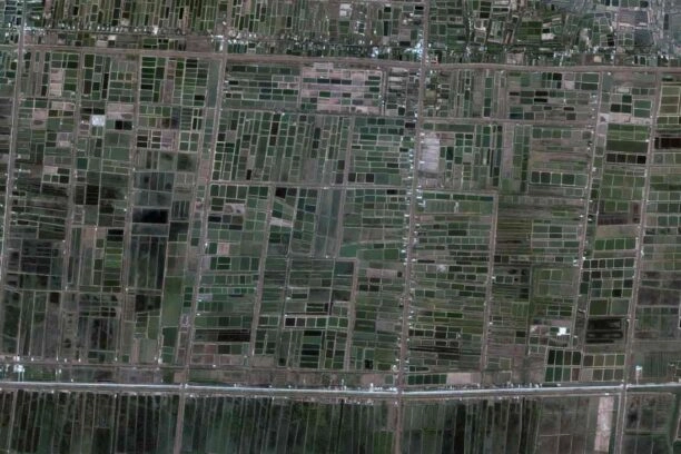 Rijstvelden in Mekongdelta Vietnam