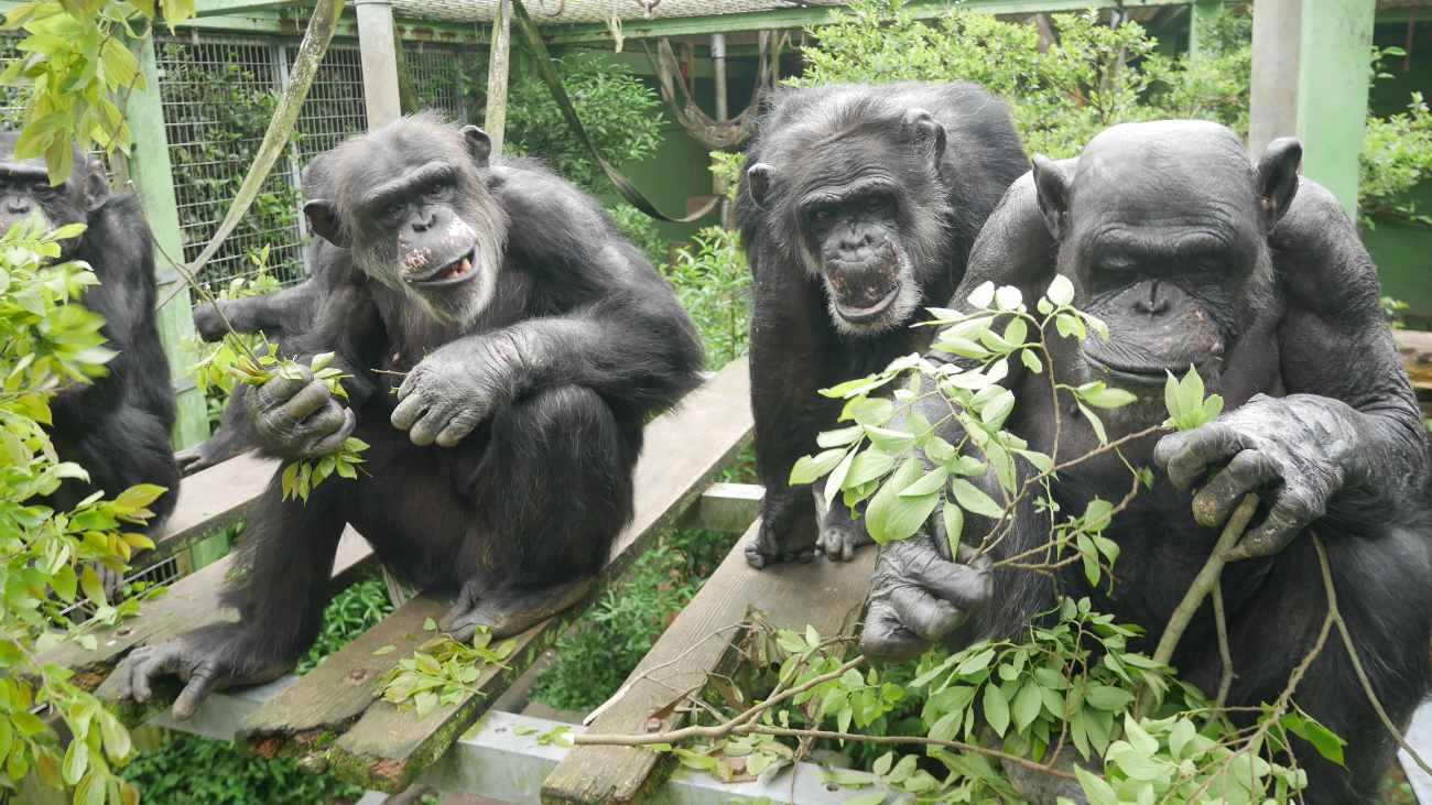 Chimpansees, uit een studie zou blijken dat plassen aanstekelijk is