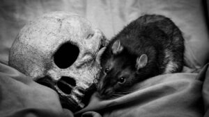 rat en menselijke schedel, pest