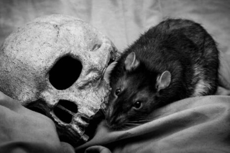 rat en menselijke schedel, pest