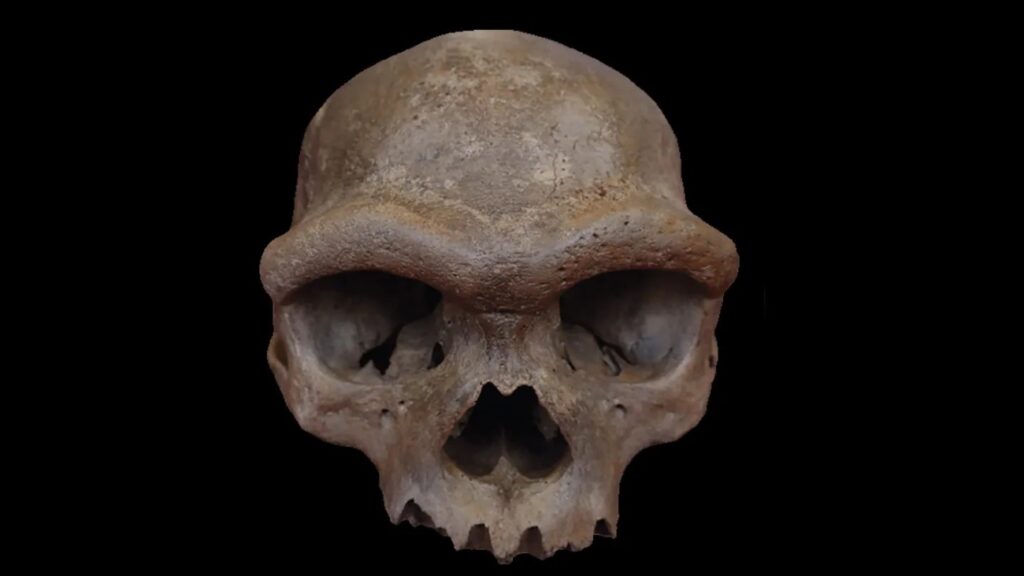 schedel van denisovamens