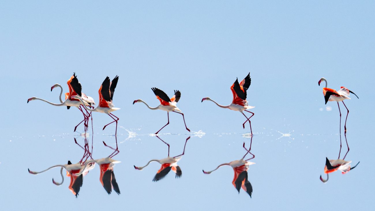 Flamingo's in het ondiepe water van Tuz Gölü