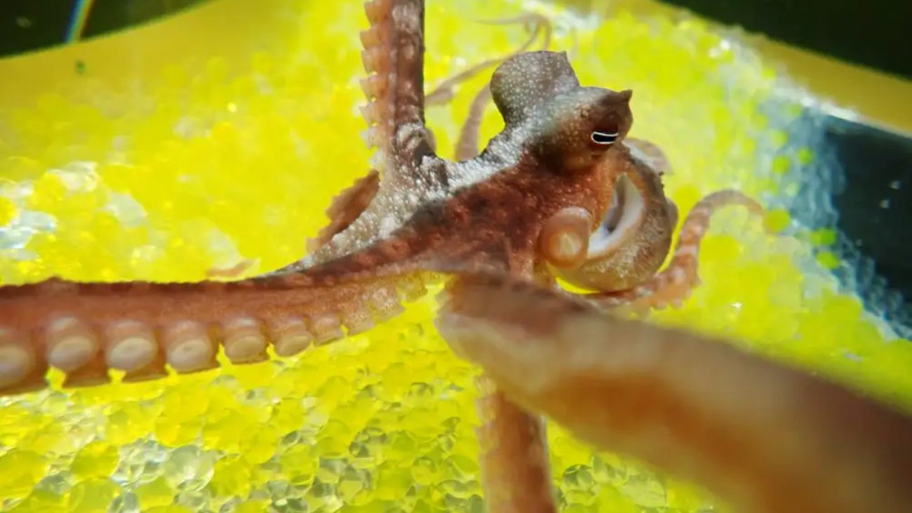 octopussen zoals deze trappen in de rubberen-handillusie