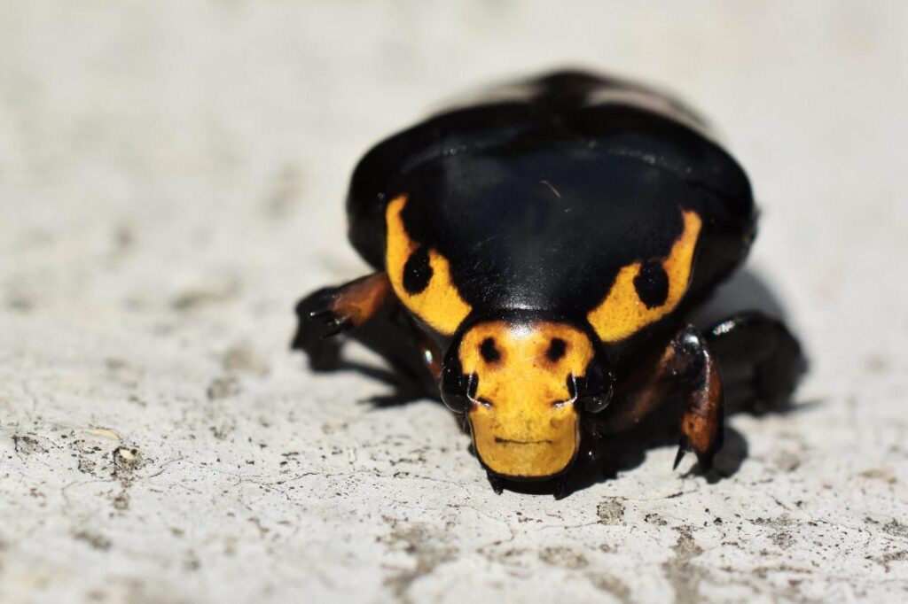 kever met patroon dat lijkt op een stierenkop, dierenfoto