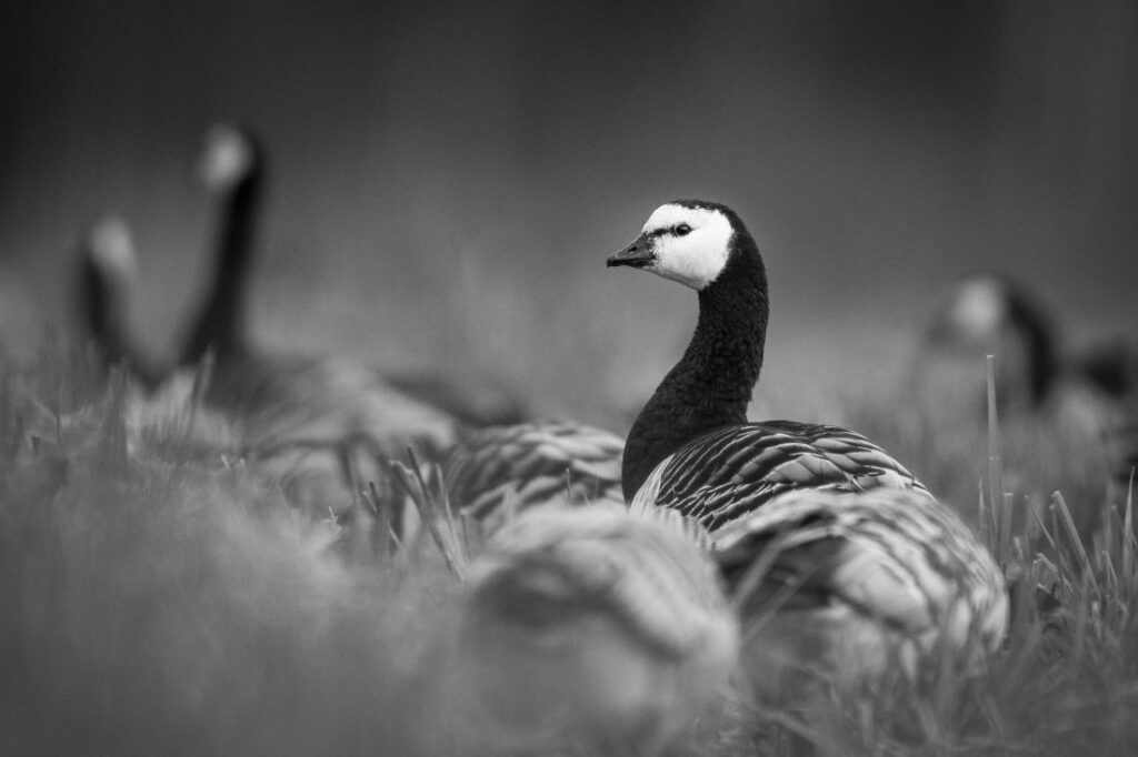 brandgans kijkt om zich heen