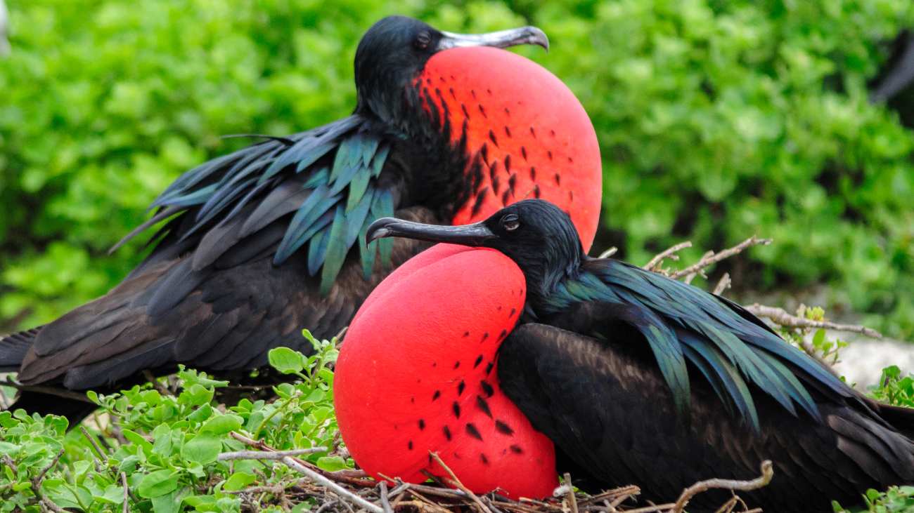Twee Amerikaanse fregatvogels met opgezette keelzak