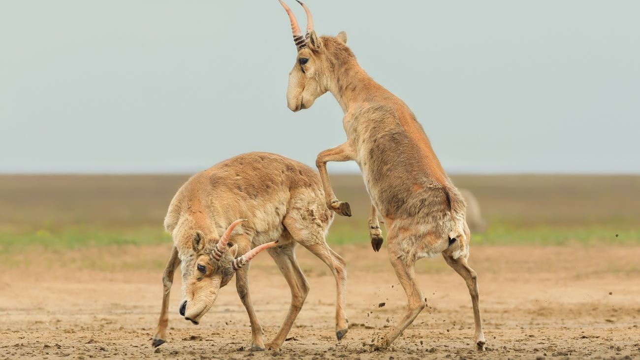 dierenfoto van sparrende saiga's
