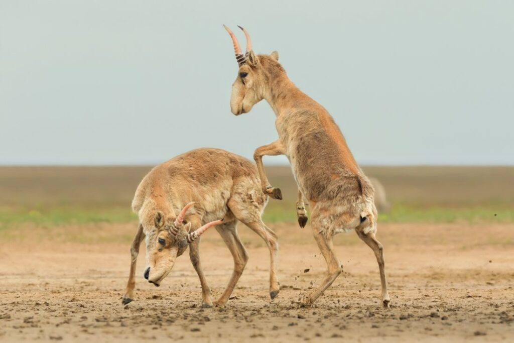 Sparrende saiga's, dierenfoto