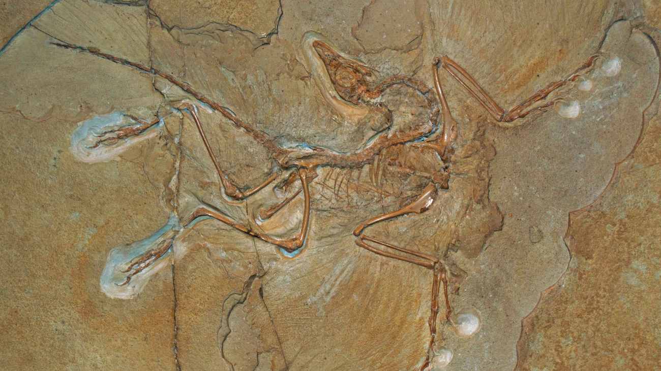 Fossiel van Archaeopteryx