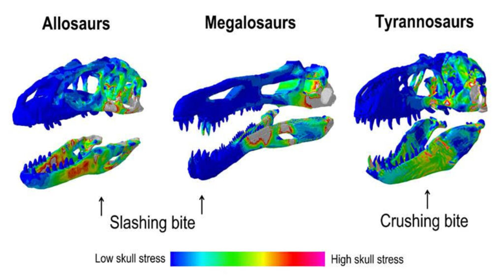De schedelstress van de vleesetende dino's Allosaurus, Megalosaurus en Tyrannosaurus